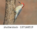 Male Red Bellied Woodpecker ...
