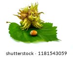Small photo of a hazelnut, the pericarp and a green leaf on a white background