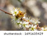 a honeybee collects honey on white cherry blossoms