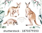 Watercolor Kangaroo Isolated On ...