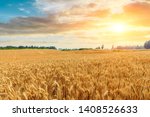 Wheat Crop Field Sunset...