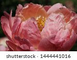 Peony Flowers With Full Blossoms