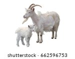 White Goat And Kid Stand Next...