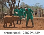 Small photo of NAIROBI,KENYA - March 20 2023: An adorable baby orphaned elephant eagerly grabs its milk bottle with its trunk from its keeper at the Sheldrick Wildlife Trust Orphanage, Nairobi Nursery Unit