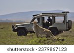 Small photo of tourist wildlife photographer and guide in safari vehicle sight a cheetah in the wild savannah of the masai mara, kenya, during their game drive