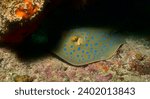 Small photo of portrait of shy bluespotted stingray hiding in a crevice in the coral reefs of watamu marine park, kenya