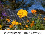 Small photo of Sustainability in action with cosmos flowers and solar panels coexisting in a pollinator garden on a sunny fall day. Cosmos are herbaceous perennial or annual plants and attract bees and butterflies.