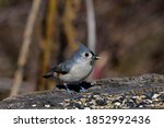 Tufted Titmouse With Seed While ...