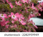 Pink dogwood tree blooming in a ...