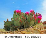 Prickly Pear Cactus Blooming
