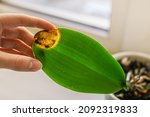 Small photo of An orchid leaf is damaged by fungal disease or sunburn. Bacterial and fungal diseases affecting orchid leaf. Treatment of exotic tropical plants at home. Orchid diseases. Circles brown and gray