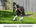 Black and white border collie puppy running on the grass in the park.