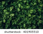Green Leaf Texture. Leaf...