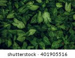 Green leaf texture. leaf...