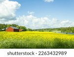 Yellow blooming rapeseed field. Red barns. Landscape from Raisio Finland.
