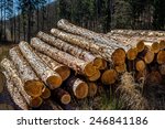Small photo of trees in a forest were recut in wood working. natural, energy-friendly and sustainable heat