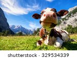 cows at the karwendel mountains in austria