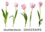 Wonderful Tulips  Lily Family ...