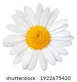 Beautiful white daisy ...