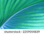 Close-up macro nature exotic bright blue green leave texture tropical Jungle plant  background.Curve leaf floral botanical desktop wallpaper,website cover backdrop.