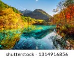 Beautiful view of the Five Flower Lake (Multicolored Lake) with azure water among fall woods in Jiuzhaigou nature reserve (Jiuzhai Valley National Park), China. Submerged tree trunks at the bottom.