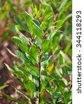 Small photo of Bog-myrtle (Myrica gale)