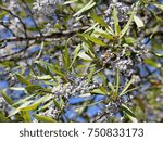 Small photo of Wax Myrtle Branches with Berries - Photograph of branches of a Wax Myrtle tree with white berries on the branches and a background of a bright blue sky. Selective focus on the middle of the image.