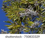 Small photo of Wax Myrtle Branches with Berries - Photograph of branches of a Wax Myrtle tree with white berries on the branches and a background of a bright blue sky. Selective focus on the middle of the image.
