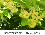 Blossoming Linden Tree  Lime...