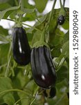 Small photo of A commercial tunnelhouse growing eggplant, aubergine, or brinjal (Solanum melongena) for the wholesale market.