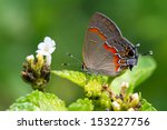 Red Banded Hairstreak Butterfly