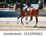 Small photo of Brown dressage horse during the dressage test, the picture shows the horse at circle point E changing canters.