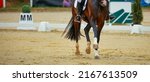 Small photo of Dressage horse trotting with front leg stretched, closeup of leg section in dressage course.