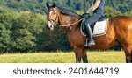 Small photo of Horse with rider on a meadow, landscape format horse with saddle with rider in Horse with rider on a meadow, landscape format horse with saddle with rider in section.