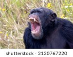 screaming, aggressive wild chimpanzee primate, Pan troglodytes