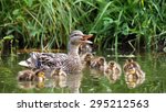 Mother Duck With Her Ducklings