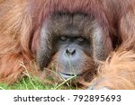 Orangutan Close Up Portrait