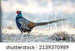 Small photo of Wild mutant common pheasant without neck collar (Phasianus colchicus lchicus). Large, beautiful and rare pheasant with iridescent, greenish-blue plumage. Might belong to Elegans group - Yunnan pheasa