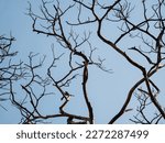 Small photo of The branches are beautiful, shapeless, hidden with horror