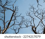 Small photo of The branches are beautiful, shapeless, hidden with horror