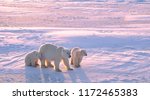 Polar Bear With Cubs In...