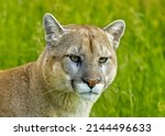 Puma Close Up Of Face And Head