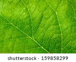 Green leaves background