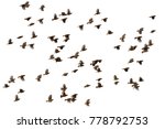 flying bird asian golden weaver | Shutterstock . vector #778792753