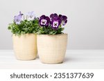 A beautiful pansy flowers in...