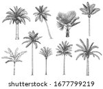 Hand Drawn Tropical Palm Trees. ...