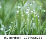 Dew water drops on green grass back lit by morning sun.Nature Background.Selective focus on dew water drops .