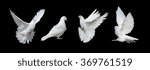 Four white doves  isolated on a ...
