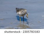 Small photo of Grey-tailed Tattler catching a crab in the beach.