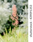 Small photo of Red fresh Rumex acetosella, commonly known as sheep's sorrel, red sorrel, sour weed and field sorrel, in a green meadow under the warm summer sun, the forest appears in the background